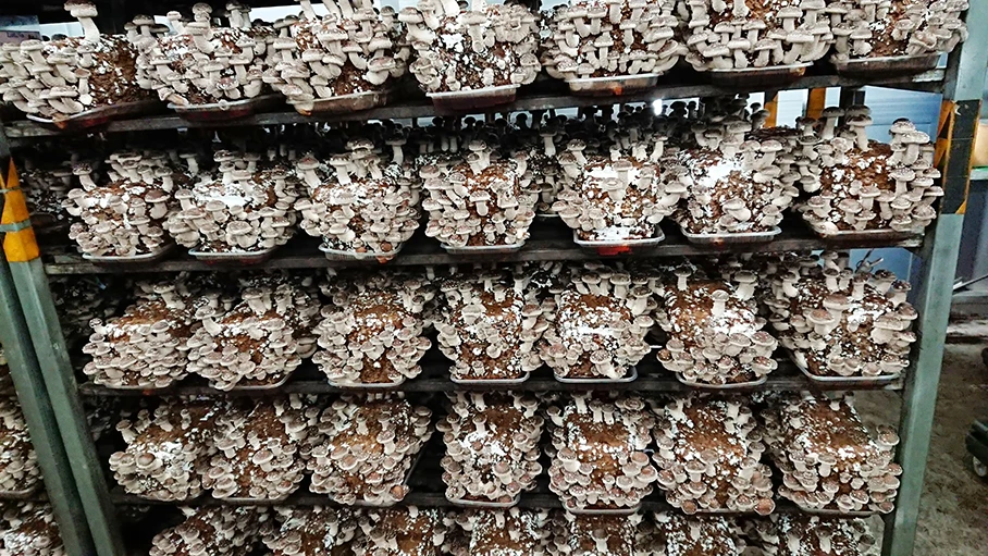 Special techniques mycelium  satrise  mushroom cultivation growing