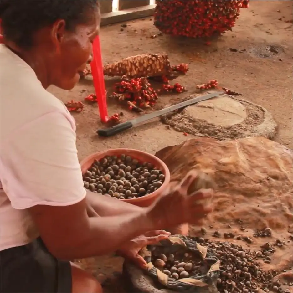 Honduras Organic Batana Oil Raw Bulk For Hair Growth - 100% Pure Natural Elaeis oleifera Palm Kernel Cold Pressed | Supplier 1kg