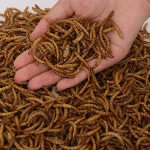 All Natural Dry Whitefly Dry Mealworms in Bulk Animal Feed