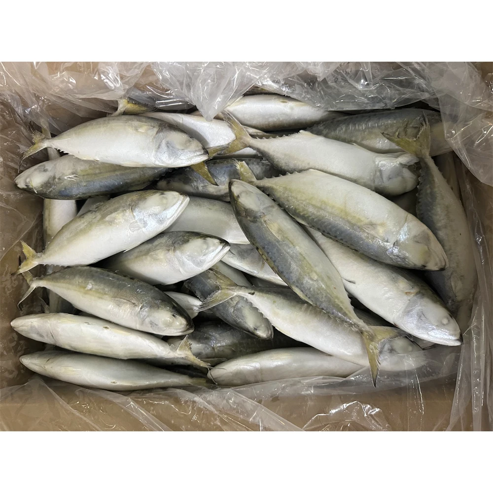 Замороженная индийская скумбрия целая замороженная рыба поставщик рыбы