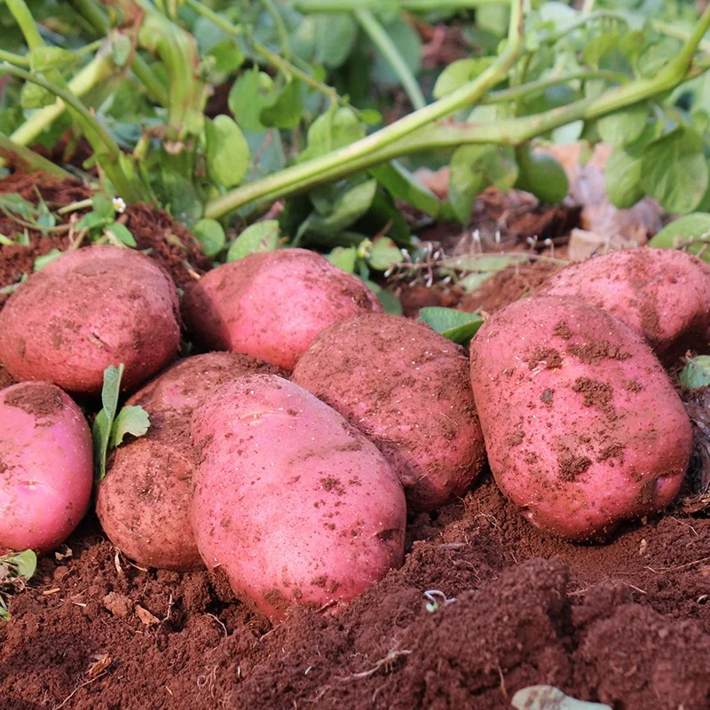 Yunnan Red Skin Yellow Heart Potatoes Wholesale Plateau Potatoes Fresh Vegetables Big Potatoes Origin direct supply