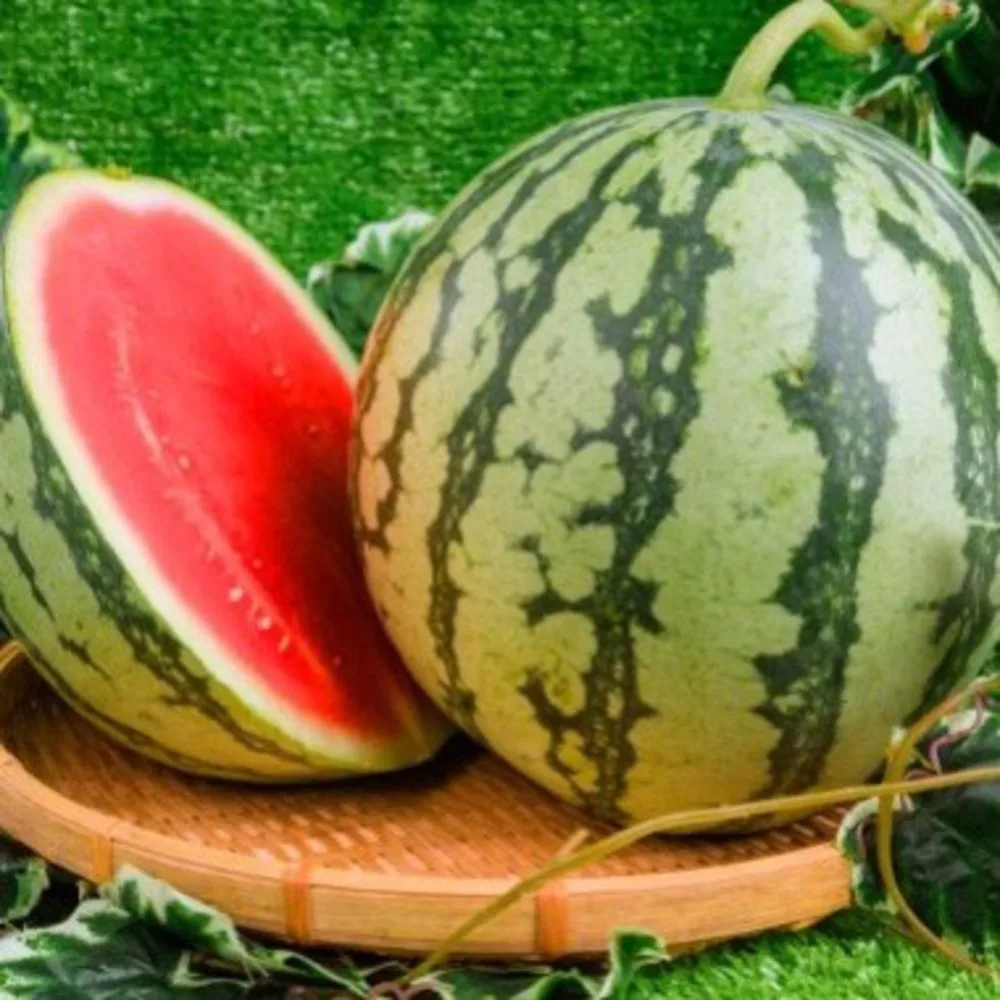 Fresh Water Melon Seedless Premium Style Product ISO Fresh Fruit Fresh Seedless Watermelon