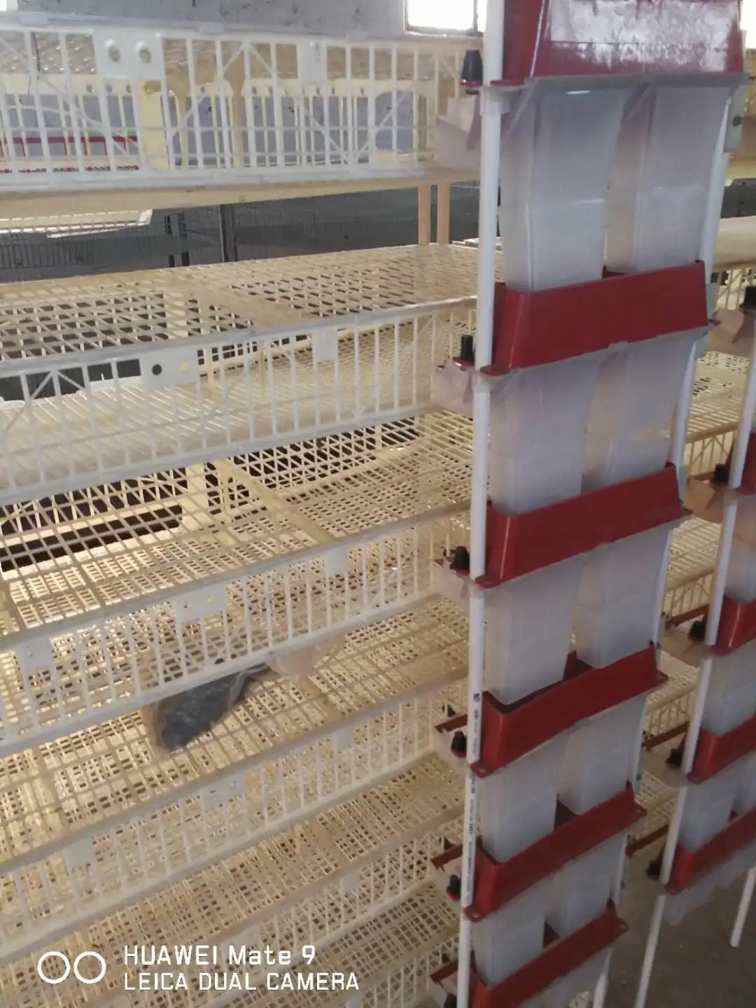 Профессиональное оборудование для птицеводства! 6 прозрачный пластиковый органайзер перепелиные клетки с сбора яиц/перепелиные слоя HJ-QC400B