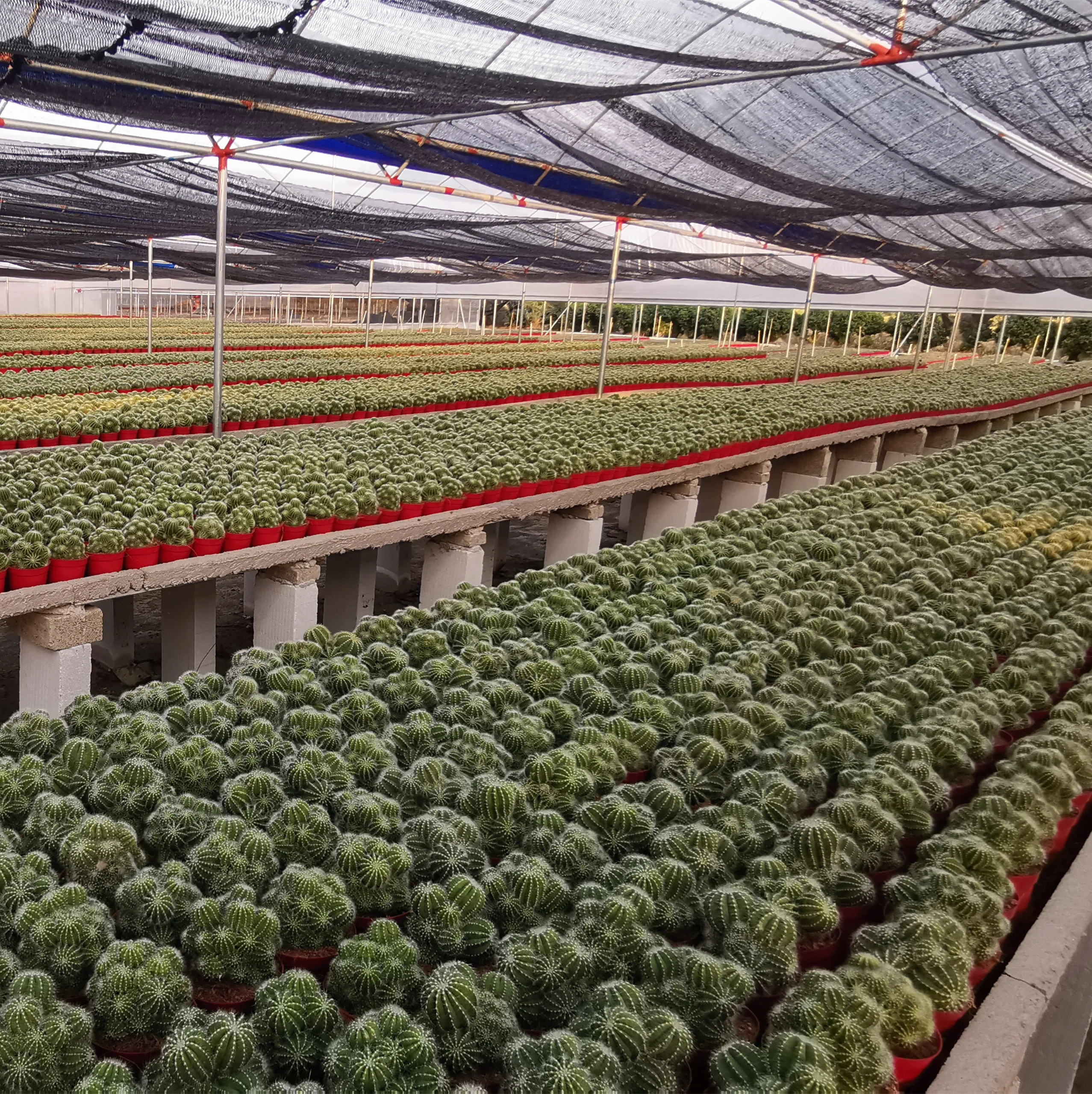 
Cactus Echinocactus grusonii 