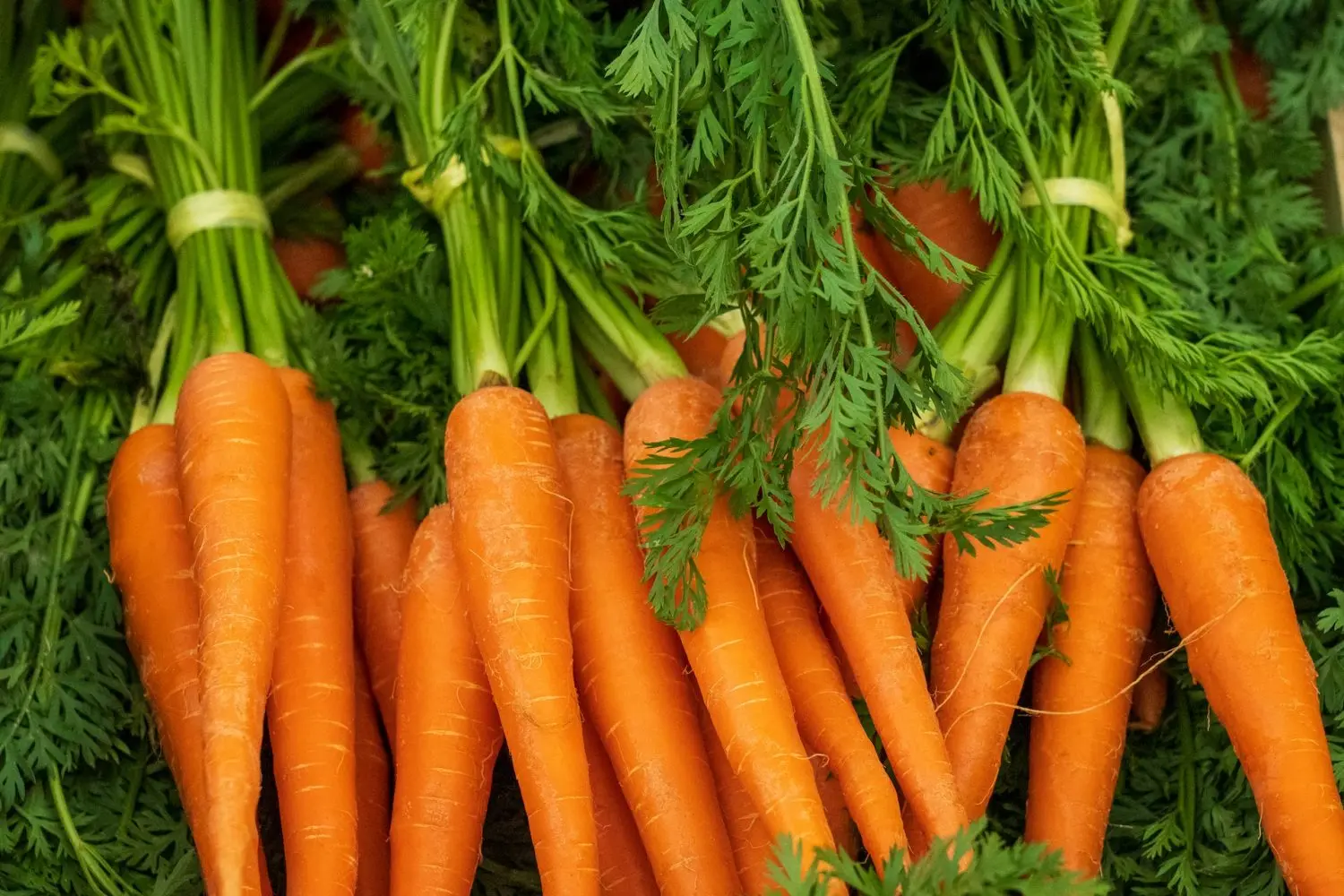 Свежая морковь с высоким экспортным стандартом и дешевой ценой от Вьетнама