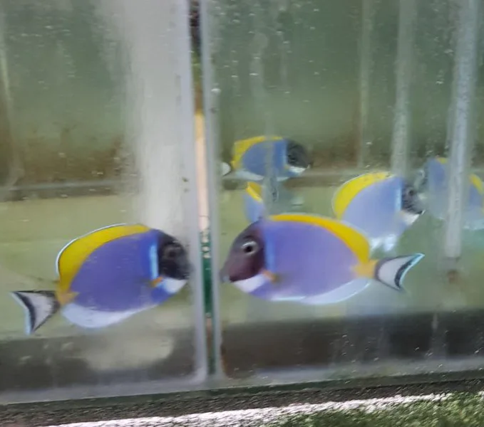 High Quality Varies Colours Live Marine Aquarium Fish For Home Decoration And Hobby