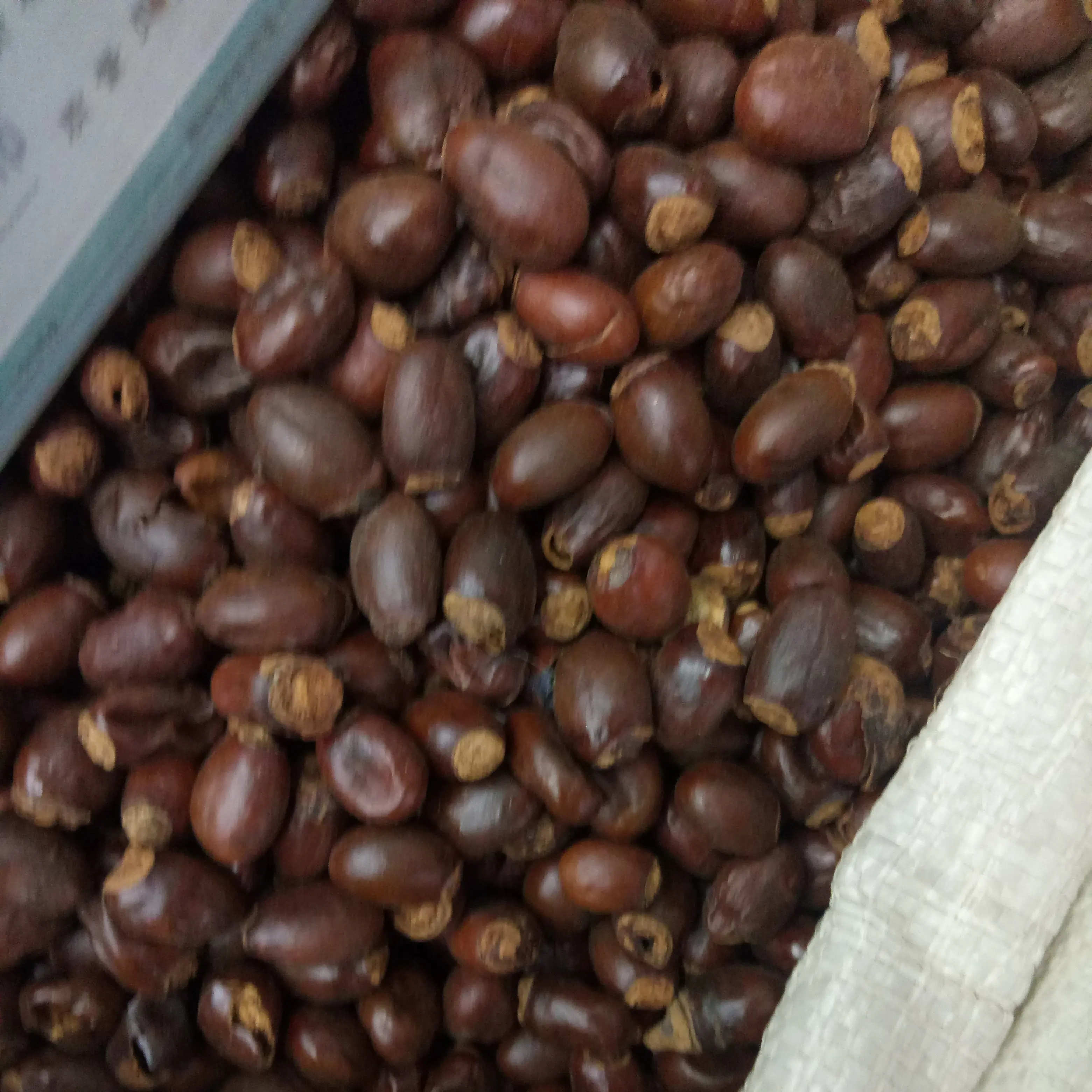 Li zhi he High quality pure seeds dried natural Semen