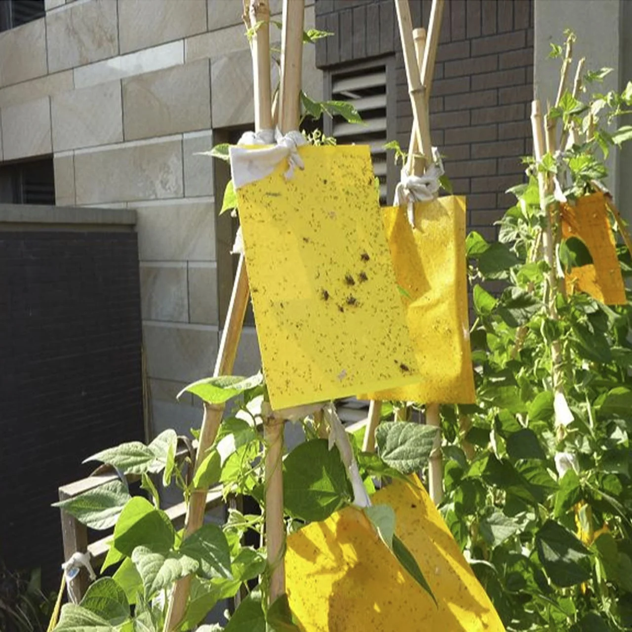 High Cost-effective Yellow PP Sheets Insect Glue Boards Catch Fruit Fly Sticky Bug Traps