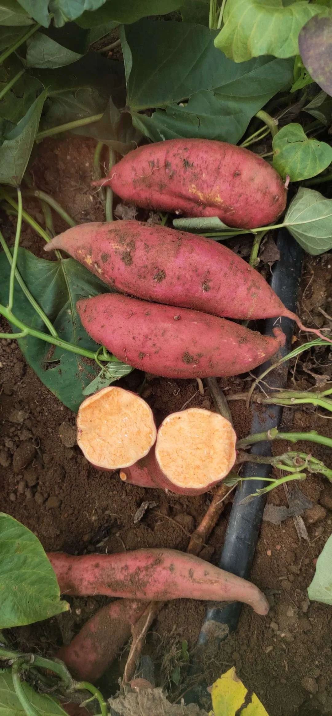 Yellow new harvest China sweet red potato price cheap