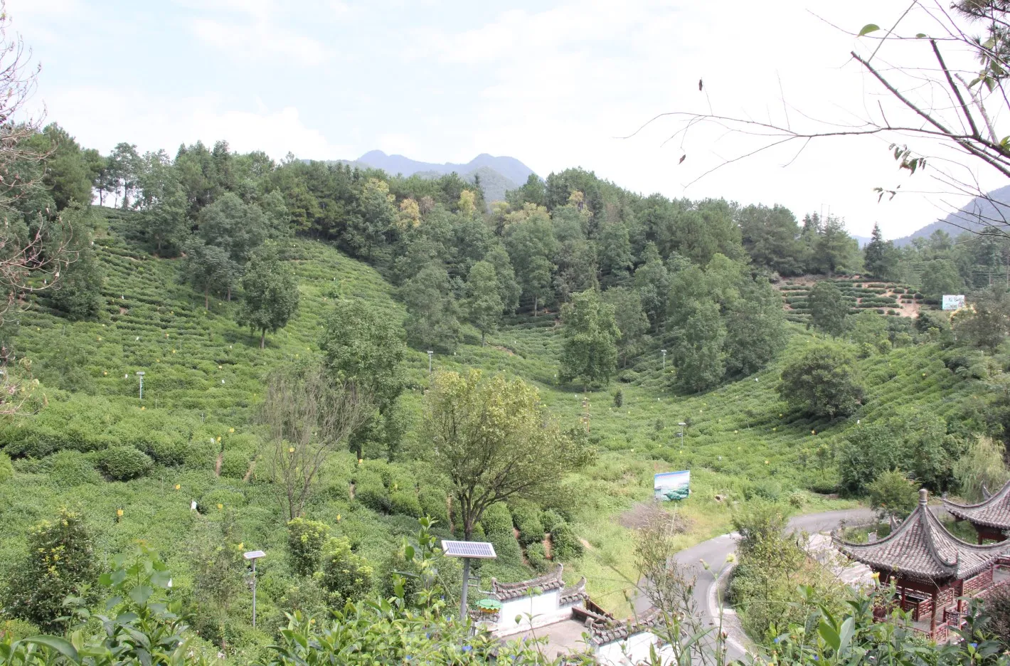 africa china green tea 41022 4A  with brand fine songluo tea