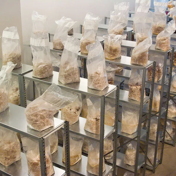 Polypropylene Material Mycelium Inoculate Mushroom Cultivating Bag Spawn Incubation Bag