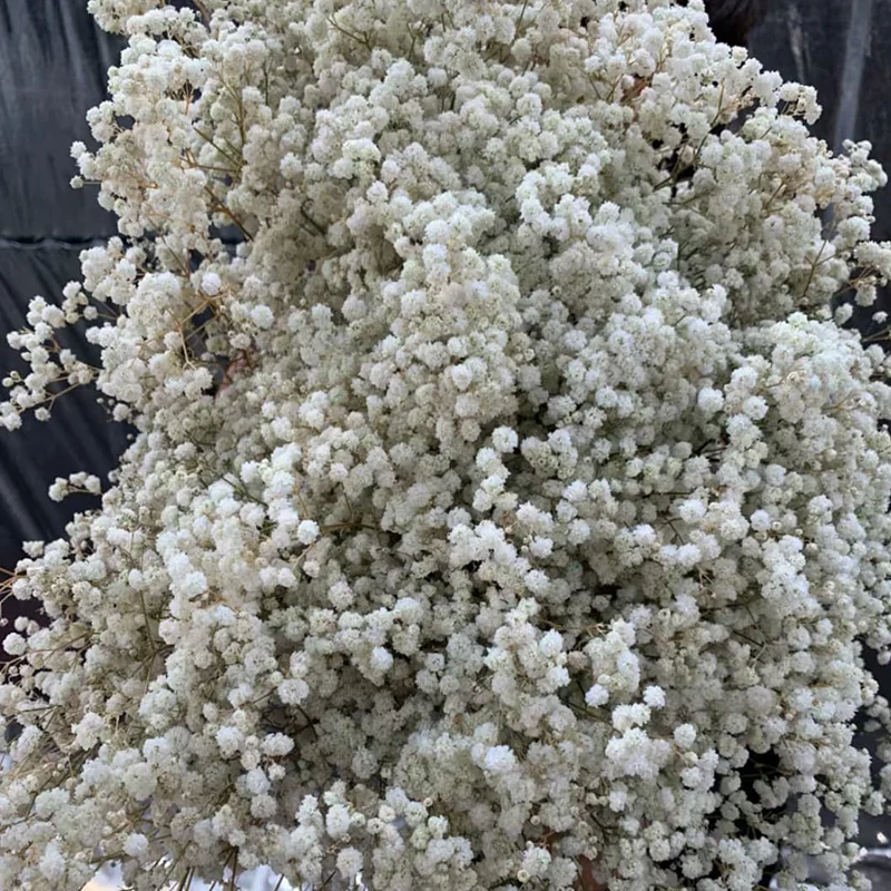Dried Preserved Baby Breath Flower For  Wedding Home Decoration High Quality Natural Gypsophila Flowers