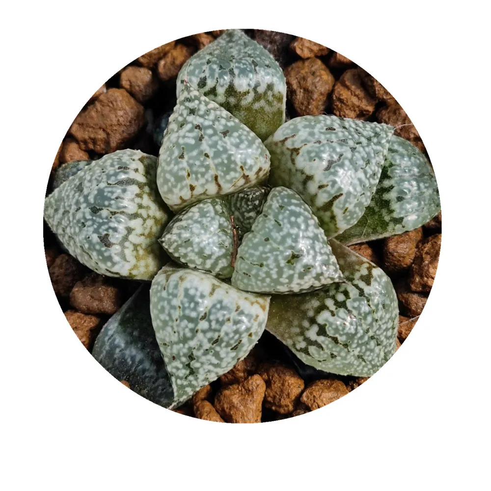 
H28 Haworthia Picta hyb «Shinkai x трехцветные» Редкие суккуленты живое растение 3,5 дюймов горшок натуральные суккуленты комнатное растение 
