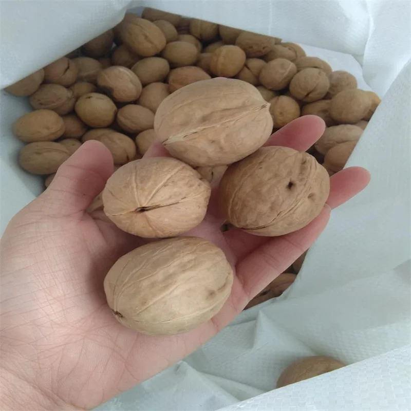 Китай лето/осень сушеный орех в Ракушке оптовый