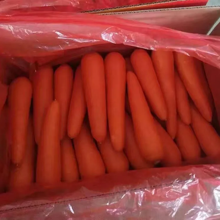 Wholesale price smooth skin fresh red carrot top quality fresh carrot seller china fresh vegetable exporter