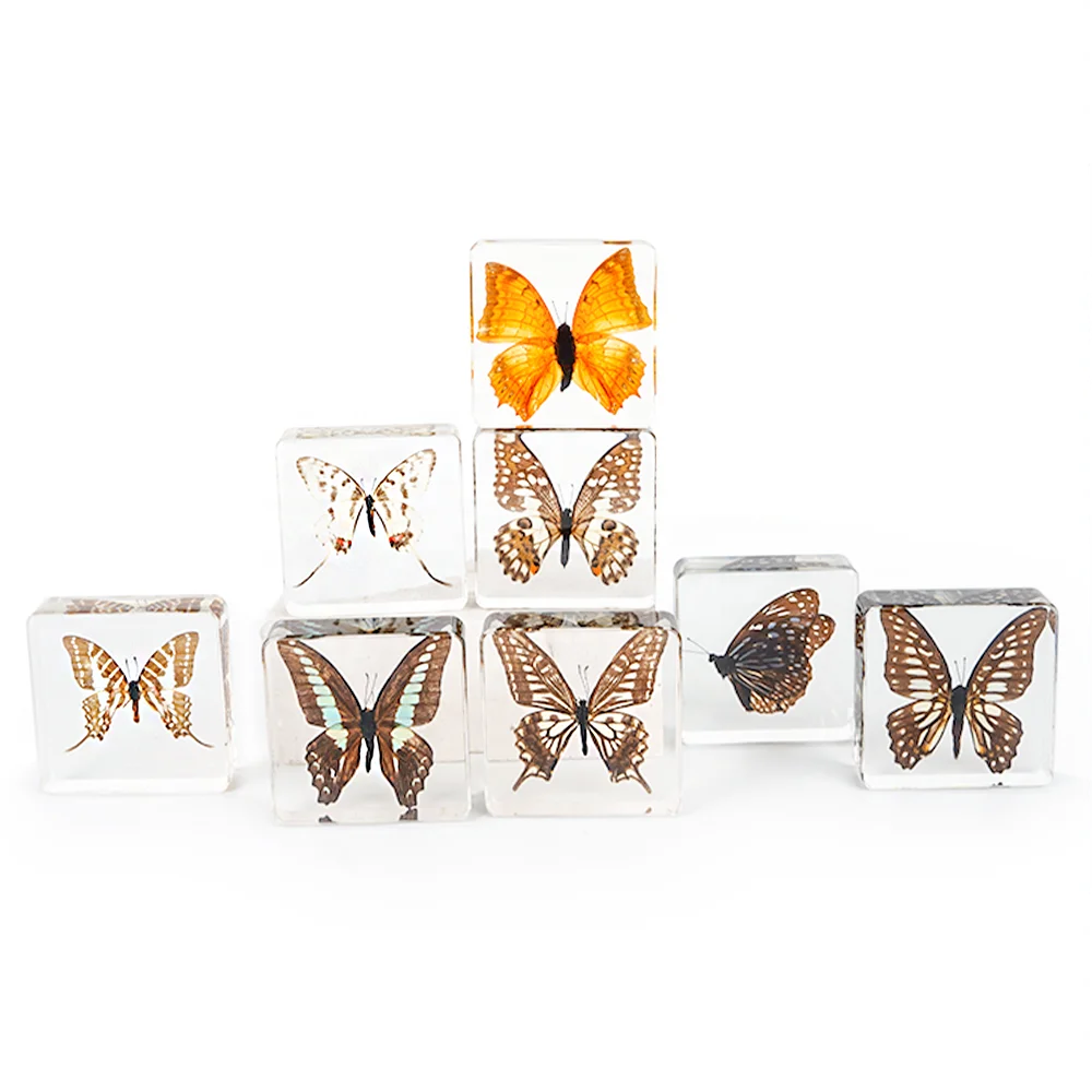 Real Butterfly Taxidermy Animal Resin Specimen Dried Insect Embedded crystal acrylic Resin Specimens for Teaching Resource