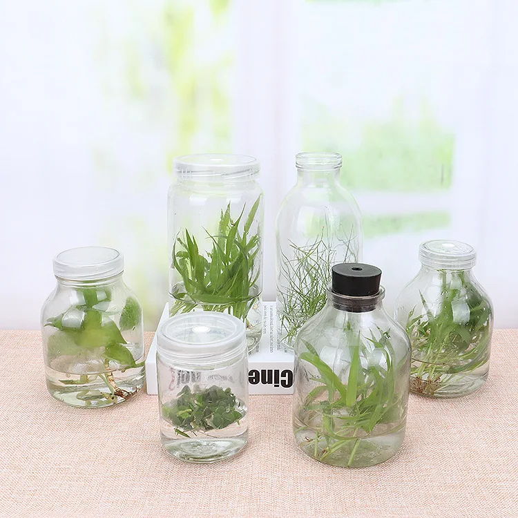 Hot selling 650ml orchids glass tissue culture bottle with breath hole lid wholesale