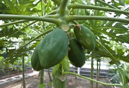 
 Семена папайи Suntoday 2017 Hybrid F1 taiwan knowyou red lady для продажи, 100 семян/пакет  