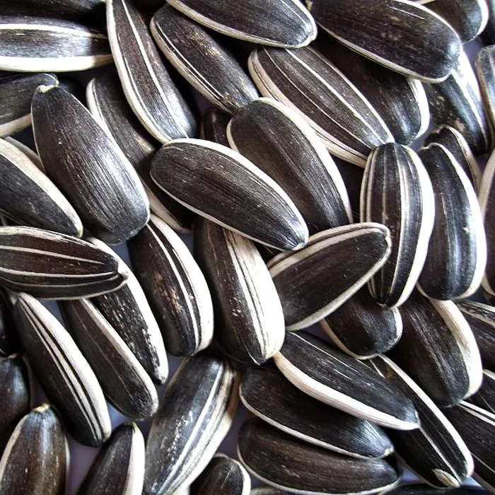 China Factory High Quality  Confectionary Bakery Big Size Bulk Sunflower Kernels Seeds