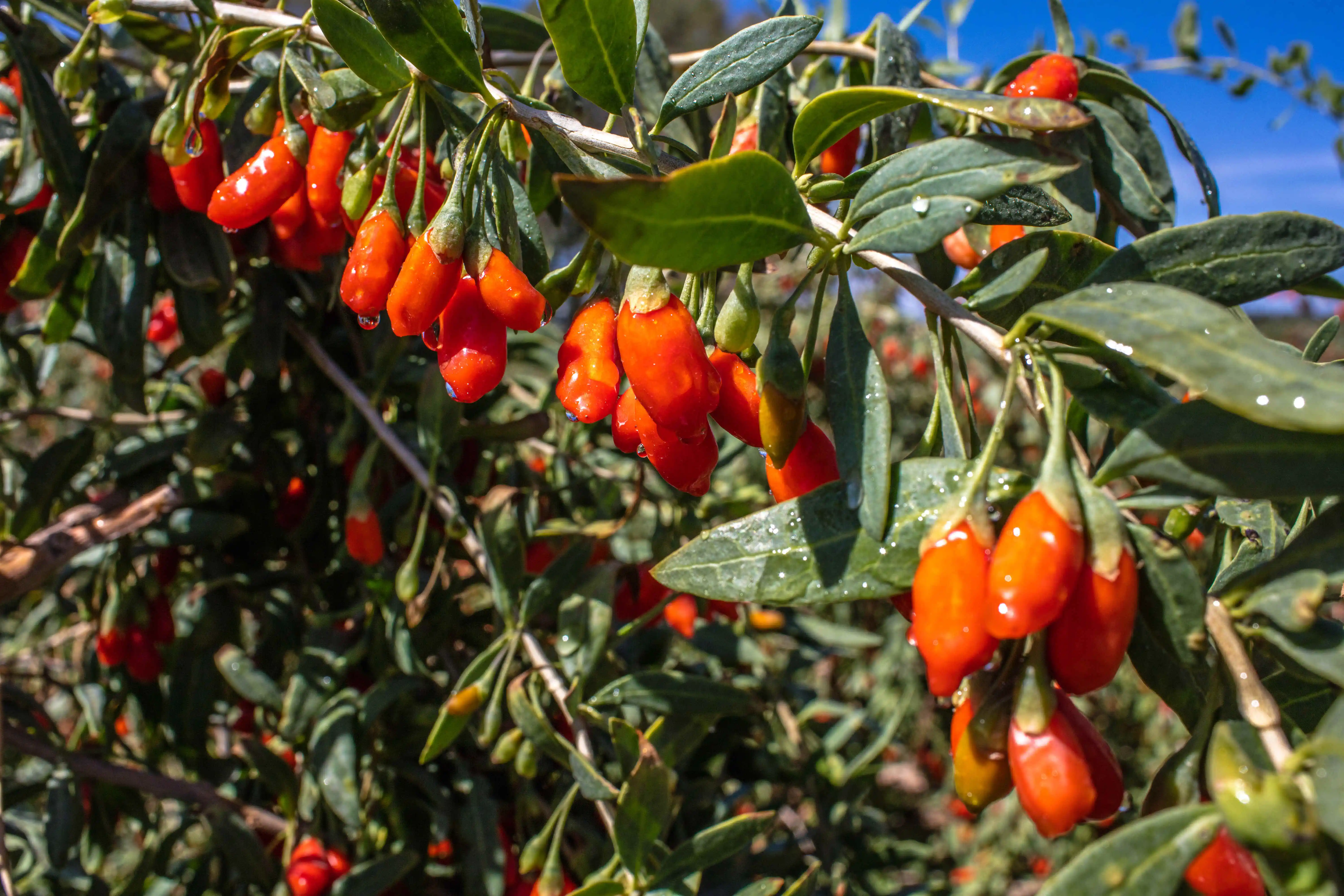 2021 USDA Organic Lycium Plus Chinese Dried Fruits Wolf Berry Organic Goji Berries