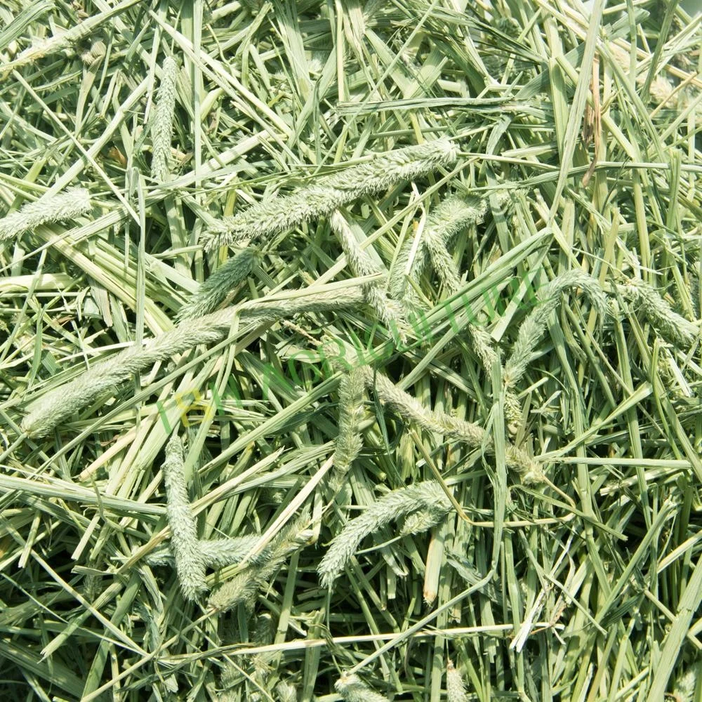 
Good quality American Timothy Hay 1st Cut Bales 