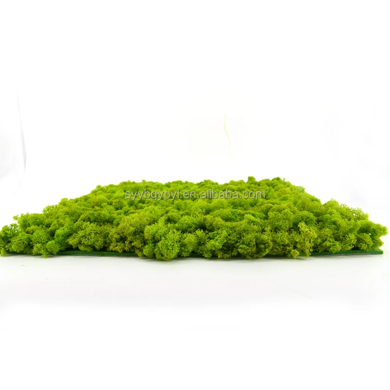 DIY Preserved Stabilized Natural Reindeer Moss decorative 3d 50cm yellowish-green Artificial Moss Wall Panel