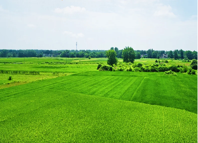 
Not completed mung bean organic mung beans seeds mung bean 