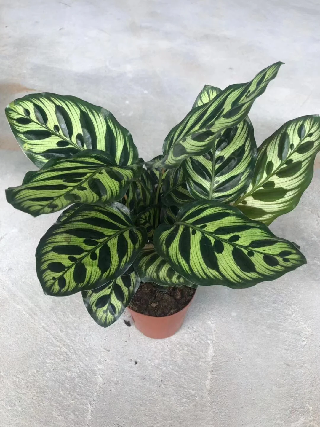  Оптовая продажа растения с калатеями Aglaonema живые комнатный бонсай деревянные