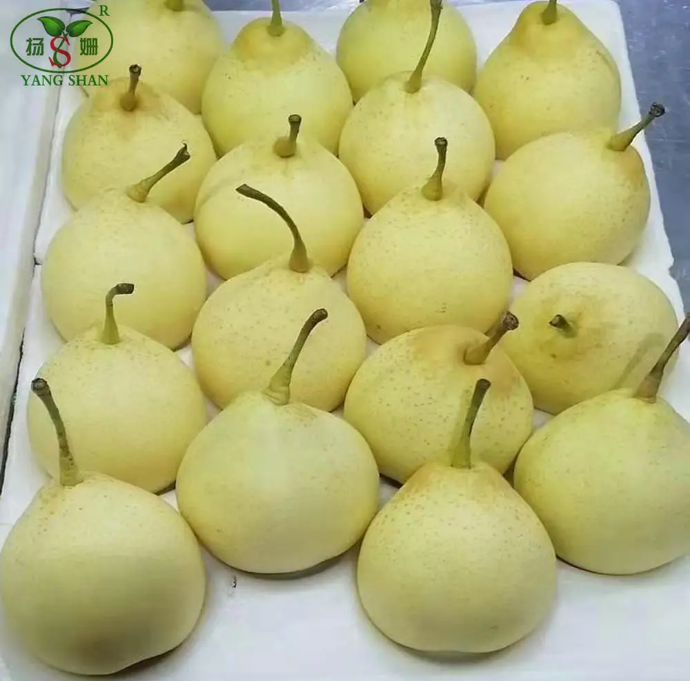 High quality low price for export shandong  fresh pear