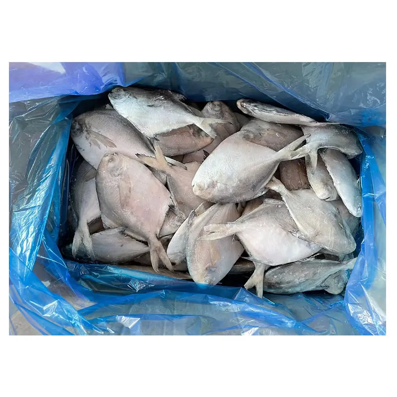 Pomfret a Grade Healthy Food Bulk Packaging Water Preserved Whole Round Fish Frozen Silver White 10 Kg FD 20 Cm TT 30% + 70% 90%