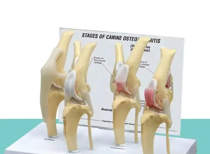 Dog Four Stage Knee Arthritis Model Anatomical Model Knee Joint Animal Models