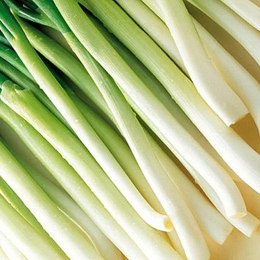 2021 China fresh big long Good quality and cheap price green onion