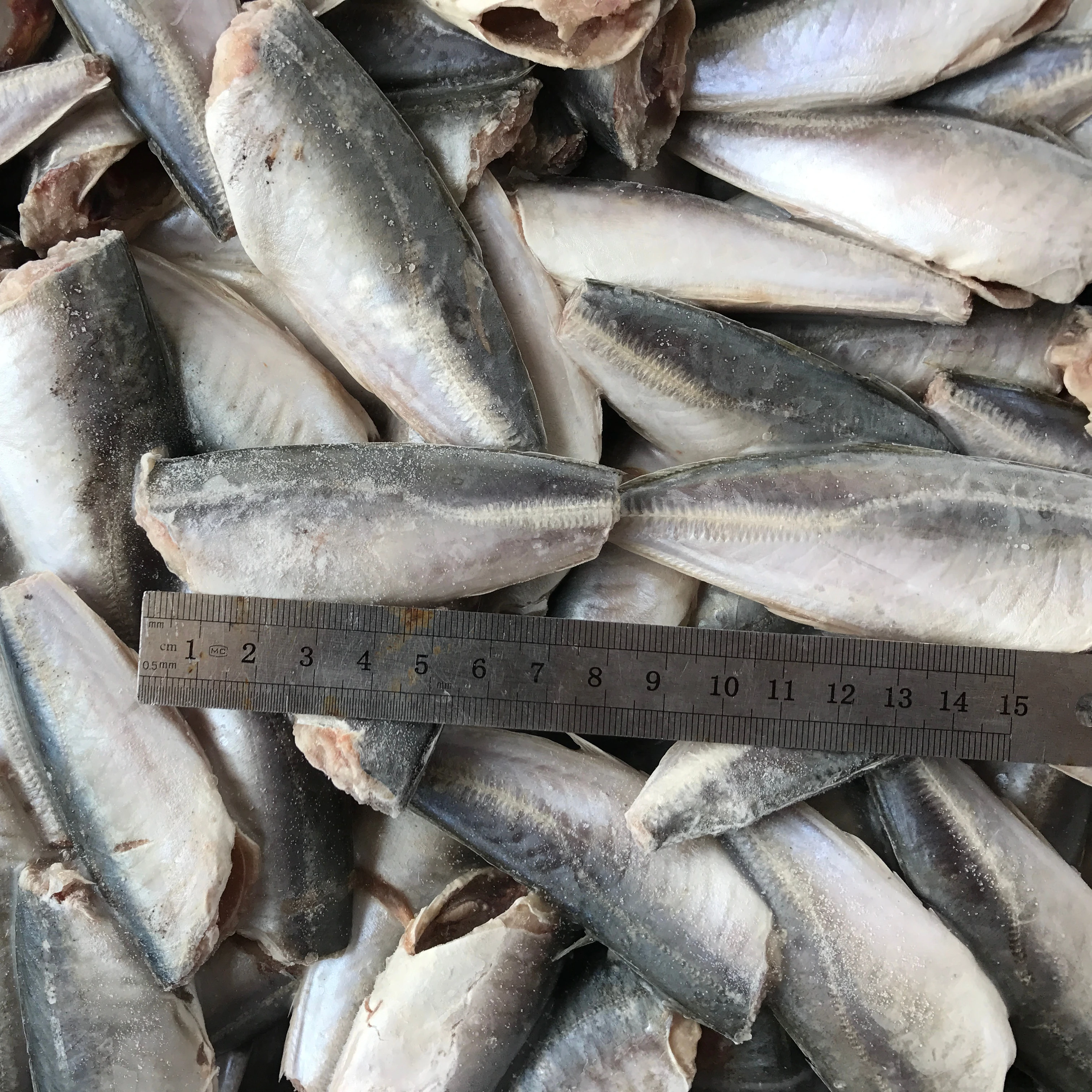 HGT Horse mackerel fish Chinese seafood head off tail off round scad 7-9cm 9-11cm frozen fish basa fish