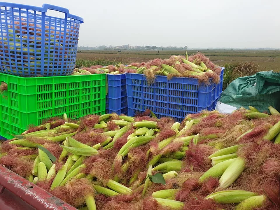 Wholesale Organic Frozen baby corn with cheap price from Agenas co.ltd Viet Nam