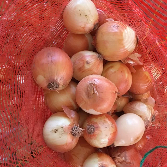 Fresh vegetables Holland onions from China  fresh exporters in Mesh Bags