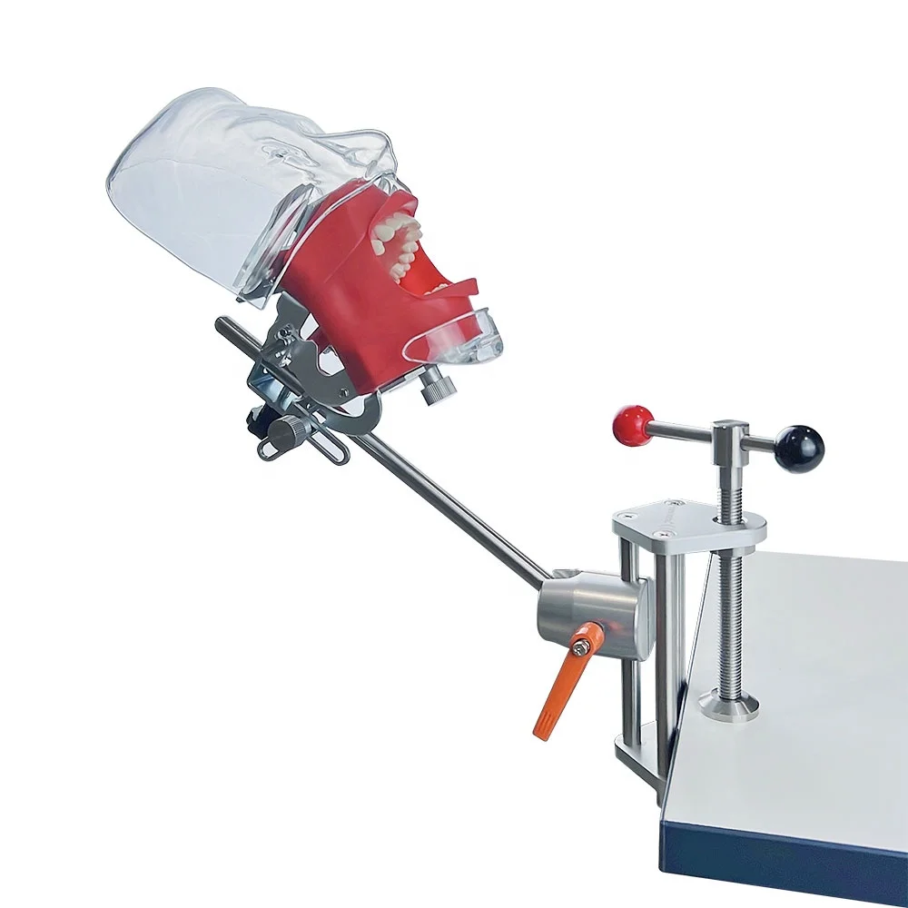 Dental model simulation practice simulator, detachable dental teaching simulator , prepared dental practice simulator