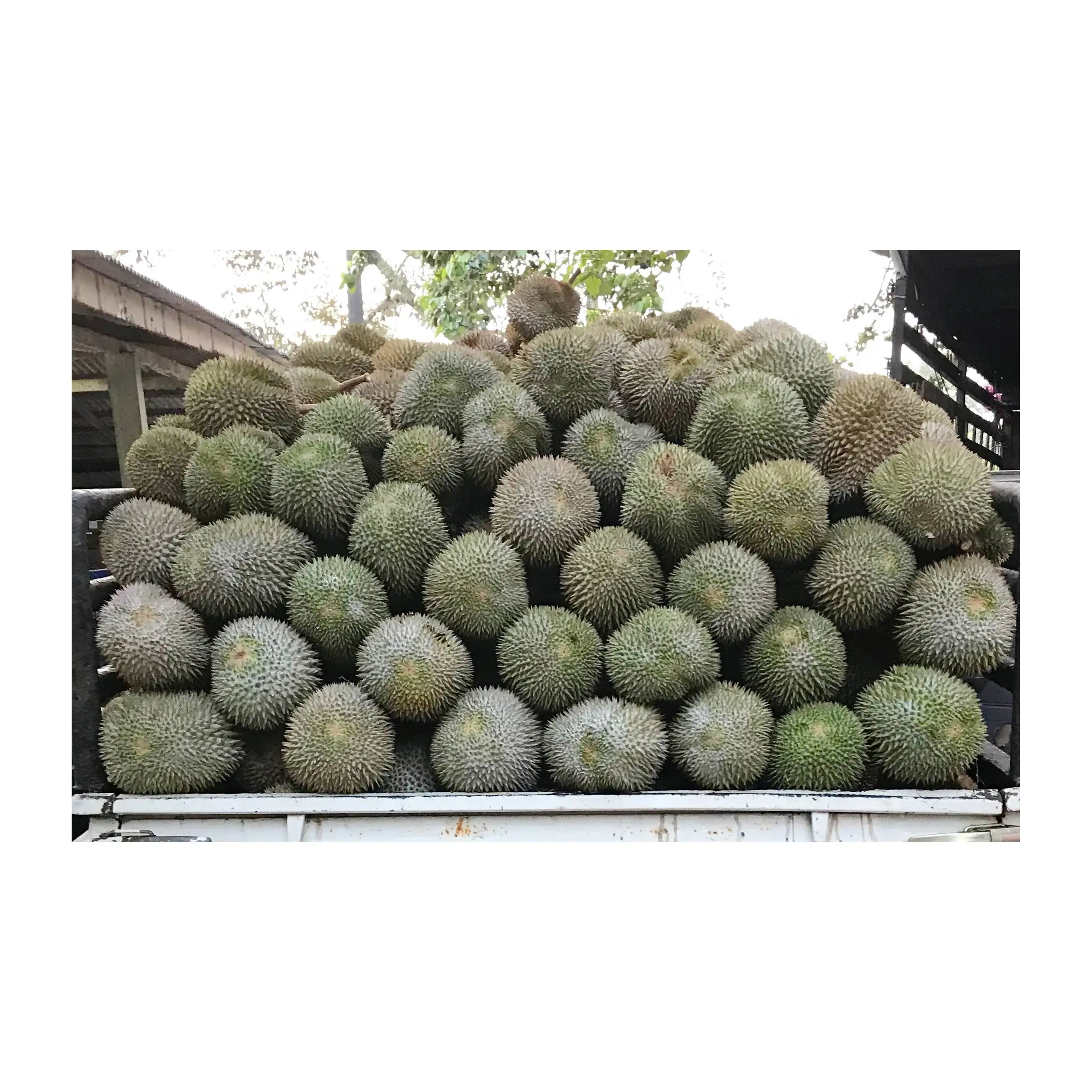 Higher Grade Top Selling Black Thorn Premium Durian Whole Shape Vacuum Pack Design 2.2kg Weight In 18 Months Shelf Life