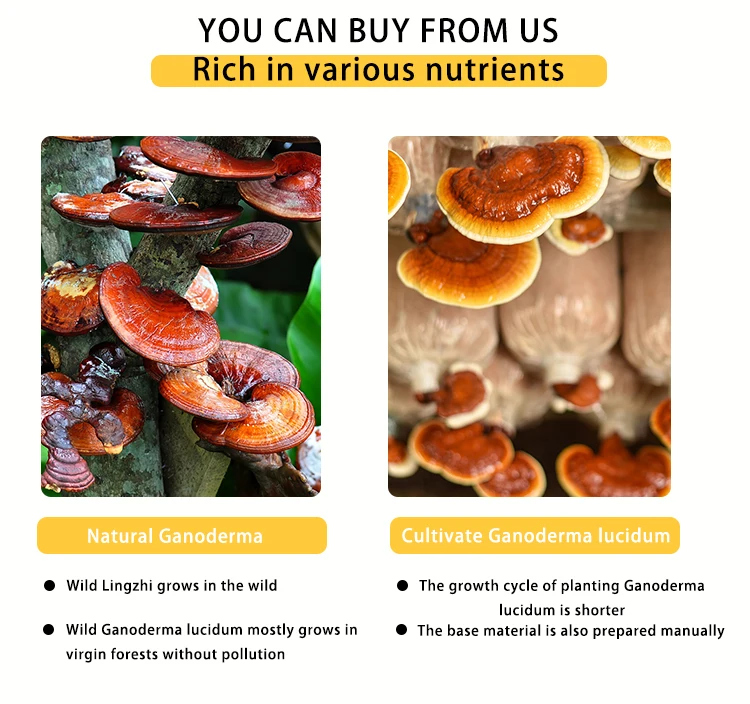 Натуральное Оригинальное травяное растение Lingzhi дикое сушеное Ganoderma Lucidum Reishi