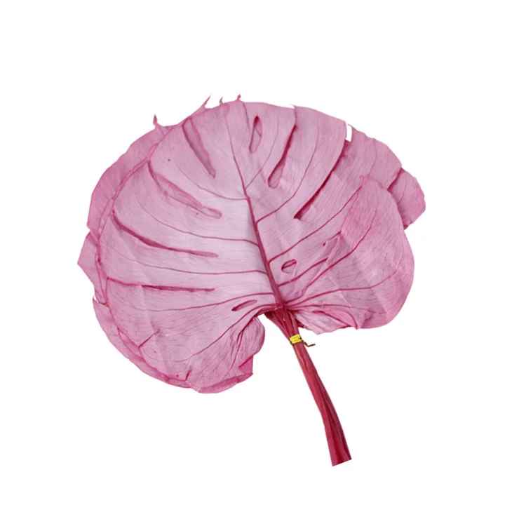 Natural preserved monstera flower leaf