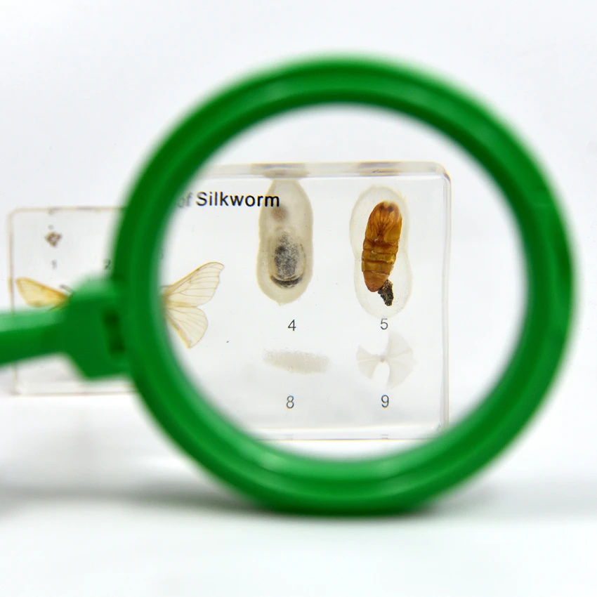 Life Cycle of Silkworm Factory Direct Real Animal Transparent Resin Specimen Resin Block for School Equipment