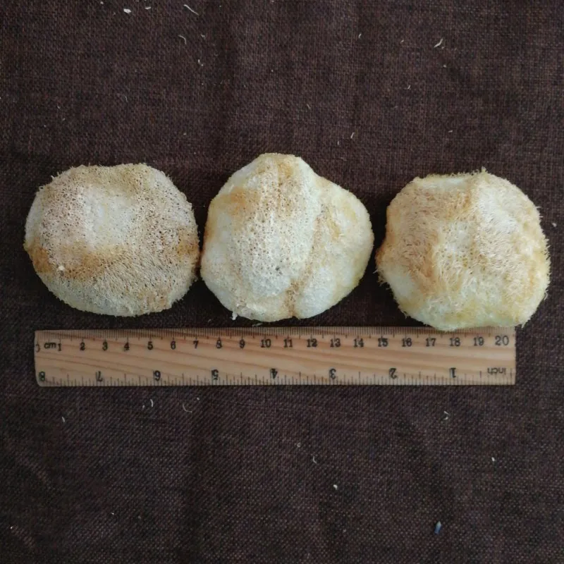 Натуральный сушеный гриб Левиной гривы hou tou gu по оптовой цене