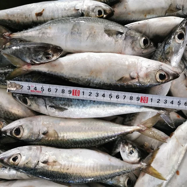 
Hot Sale Frozen Pacific Saury Bulk Mackerel Canned Jack Mackerel Fish For Ghana 
