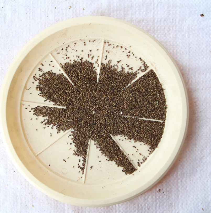 2021 Hot Sale Natural Plants Seeds Coriaria Nepalensis Seeds For Sale