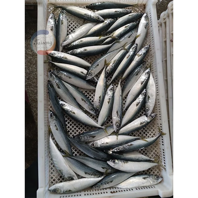 Mackerel Fish Jack Mackerel Saba Scomber Japonicus Pacific Mackerel