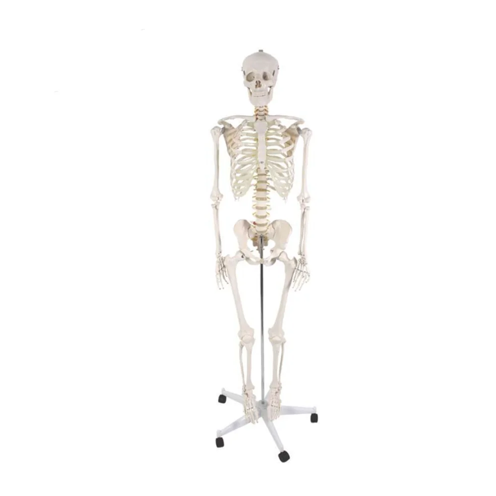 Life Size 180cm Human Skeleton with Muscles and Ligaments Human Skeleton Model Anatomy