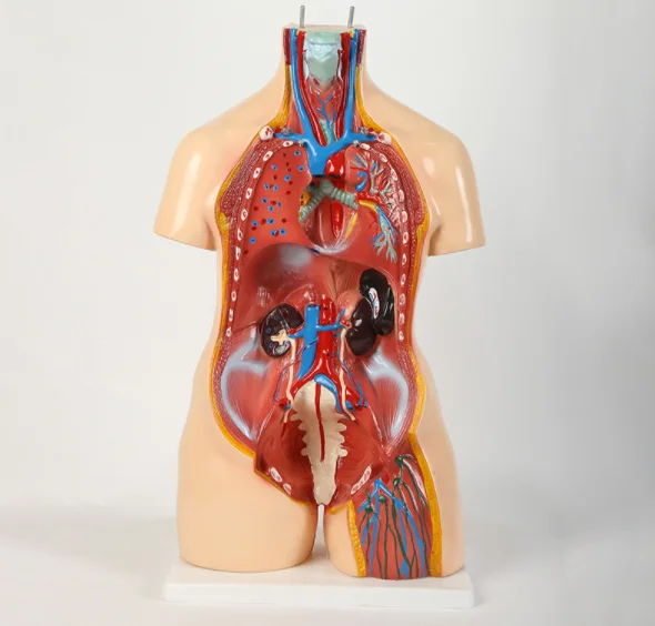 Human Torso Models Internal Organ Anatomy Model Medical Teaching