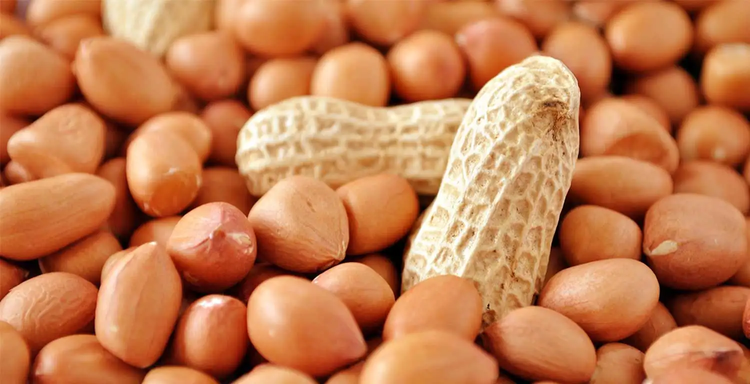 
GROUNDNUT PEANUT JAVA 50/60 ORIGIN ANDHRA PRADESH (AP) FROM NIK-MAY EXPORTS LLP 