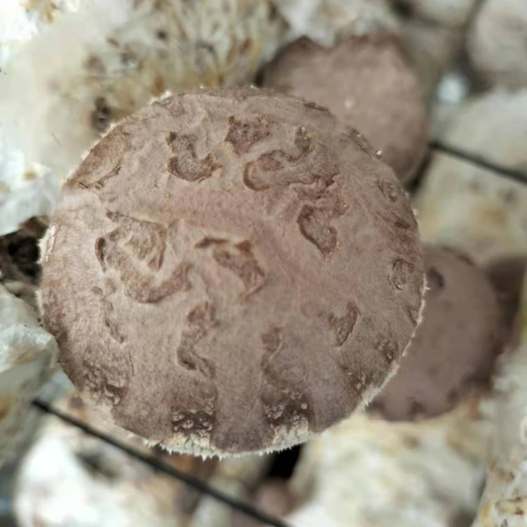 
Wholesale healthy high-quality shiitake mushroom oyster mushrooms 