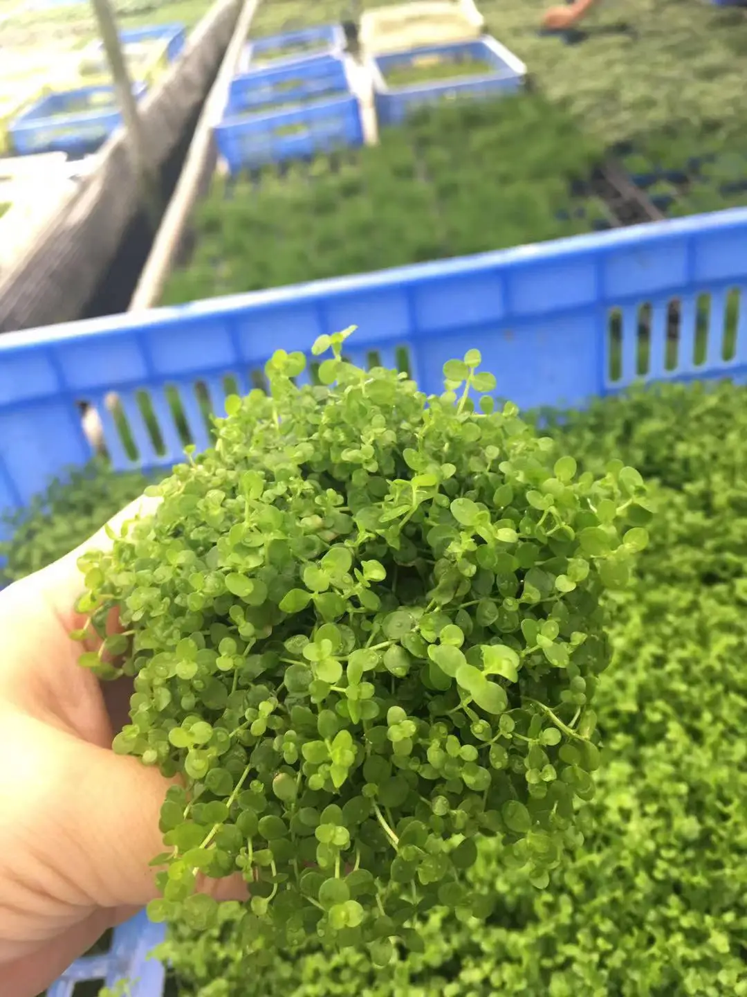 Aquarium Fish Tank High Green Lifelike Underwater real Plant Aquatic Water Grass