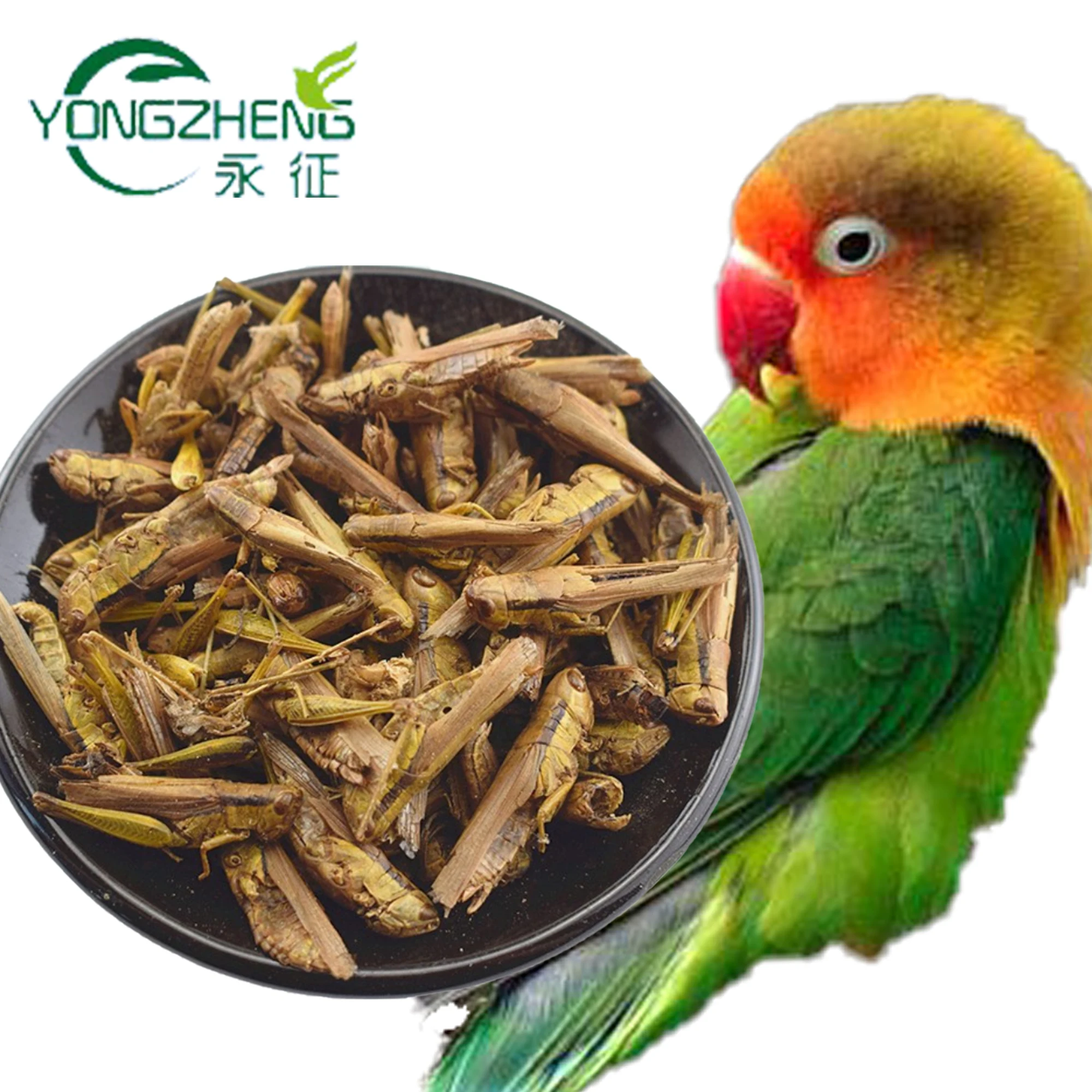 
Chinese Manufacturer Locusts Dried Insect as Bird Fish Food 